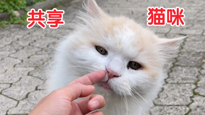 Our village has already taken the lead in implementing shared cats.