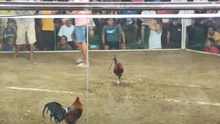 panalo, sa Meron tayo pula na manok ang ating gamit naka pink t-shirts yong nag bitaw.