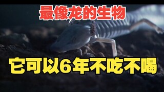 这可能是现存最像“中国龙”的生物
