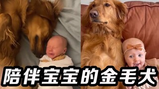 家里的金毛犬把宝宝当成自己的孩子，对宝宝超有爱！