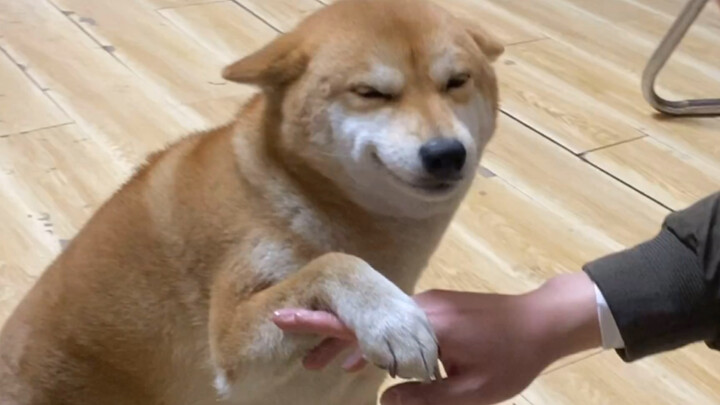 Anjing Shiba enggak makan malam, cuma berikan cakar sambil manis buat cari perhatian tuannya!