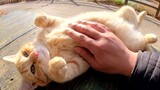 Kucing|VLOG Hewan Peliharaan Lucu