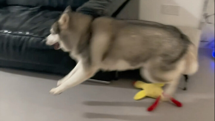 Woke up to find the dog had locked itself in the bathroom