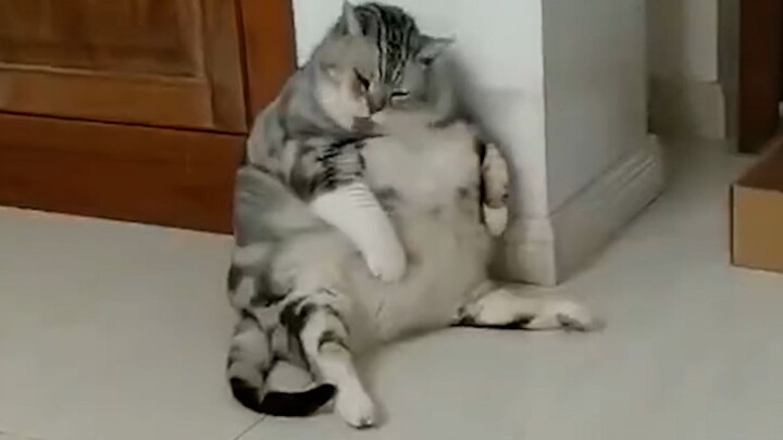 加......加肥猫？？？