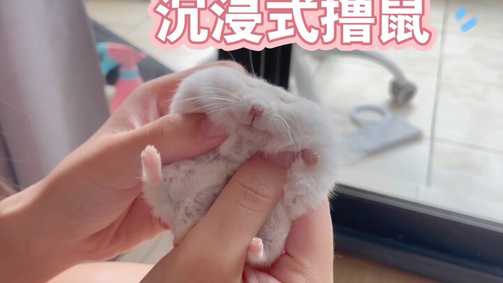 【Hamster Tanda Tanya Kecil】Merawat Tikus dengan Cara yang Benar-Benaran Imersif