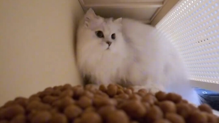 Cat: Shut up and eat faster!