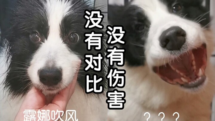 Why is there such a huge difference between these two border collies???