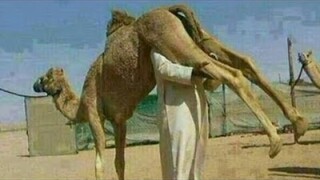 IF YOU LAUGH YOU LOSE | Try Not To Laugh Challenge #69