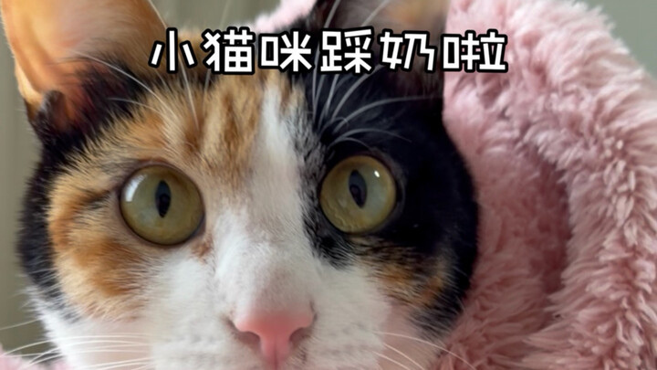 A Little Cat's Day