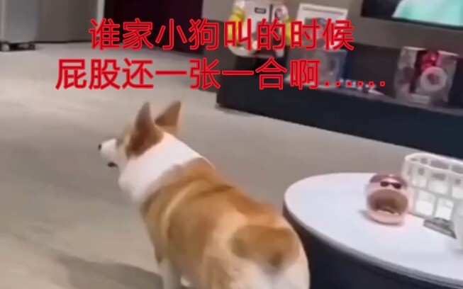 شو هالجرو بيتلعق وسطّل بمؤخرته وهو بيصيح؟...