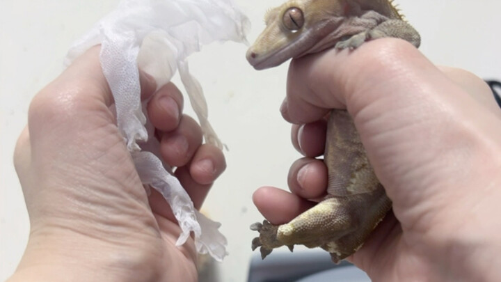 Koleksi saya bertambah satu lagi; yang lengkap seperti ini memang jarang sekali.