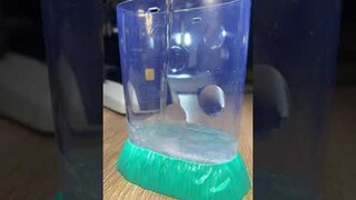 Sea-Monkey-like brine shrimp hatching under microscope look AMAZING! - Part 1