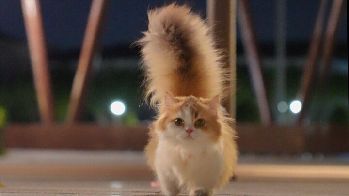 Siapa yang tidak suka kucing tupai yang berjalan lucu seperti itu!