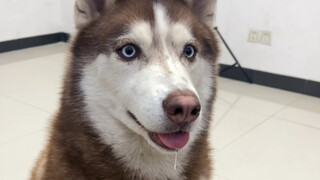 When you trick a Siberian Husky into taking medicine, it's hilarious—this guy clearly has no brain!