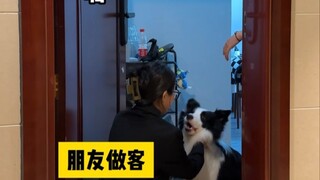 Area Berbahaya bagi Pemilik Anjing vs Area Berbahaya bagi Pemilik Kucing