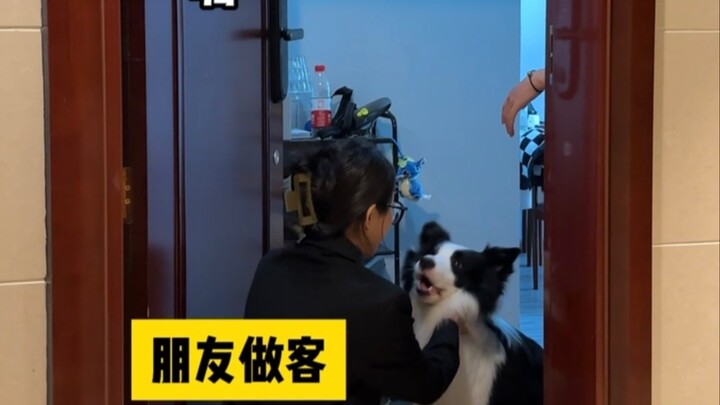 Pitfalls for Dog Owners vs. Pitfalls for Cat Owners