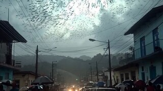 rain fish