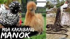 KAKAIBA AT KAKATWANG LAHI NG MANOK NA HINDI MU PA ALAM _ LIKE MARIA'S STORY