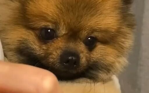 Chẳng ai có thể cưỡng lại được cảnh cún con ăn dưa hấu!