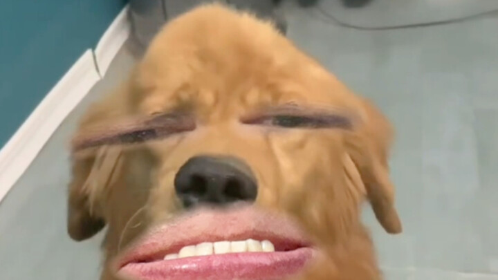 Here comes the transforming golden retriever!
