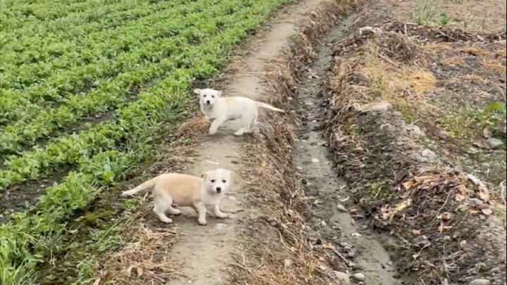 For the first time, I was invited by an enthusiastic puppy to visit its home!