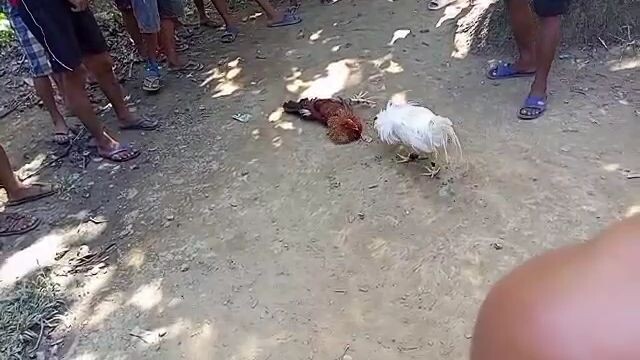 tupada ulit mga kabili, win puti samin chooks to go 😅😂