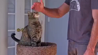 Pampering a Cat Textbook-Style. Have You Learned It?