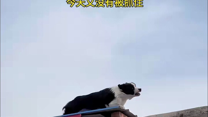 Kucing belang hitam-putih benar-benar mengeluarkan sifat nakalnya!