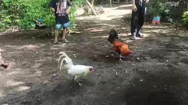white claret vs tubain