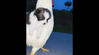ไก่