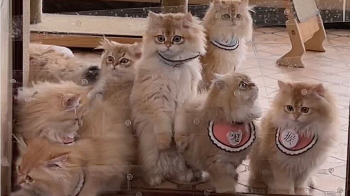 Kitten obstacle course—after the race, the little cat was totally bummed!
