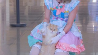 kagayaki nyanyanya～小猫混入随舞自投罗网