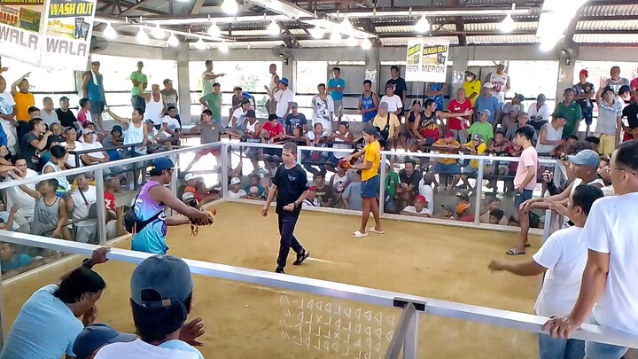 11-26-2023 Immortal Bulik Naunahan na bumitaw pa ng dalawang Magazine 🐓🐓