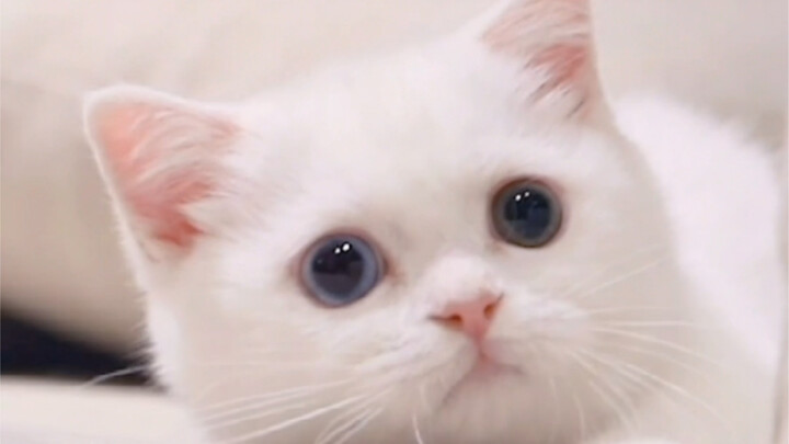 Bisakah kita meramal penampilan kucing saat dewasa sejak mereka masih kecil?