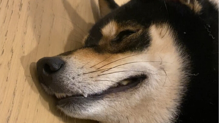 لم أكن أتوقع أنك كلب شياو تيان بهذه الطريقة!