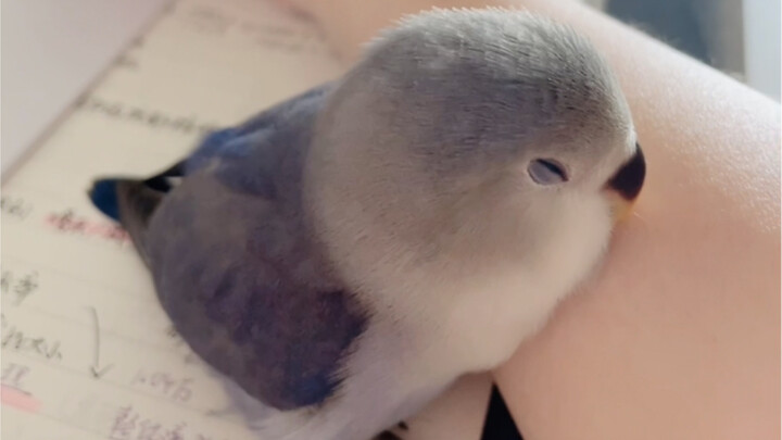 Turns out even little birds get sleepy during class!