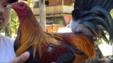 20K DINK FAIR SWEATER X HIGH ACTION MCLEAN HATCH || 3 YEARS OLD || PERSONAL COCK || ENG Ragamak GF