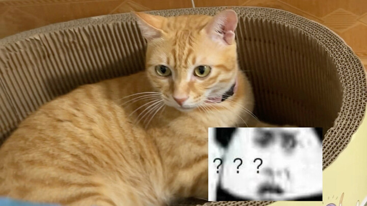 ชวังชวังนี่ได้กลิ่นหรือว่ากำลังรู้สึกผิดกันแน่?