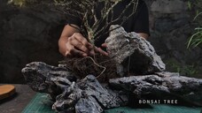 Making mini landscape with bonsai