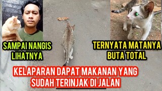 Allahu Akbar Kucing Buta Jalan Muter-Muter Bikin Nangis Semua Orang Yang Melihatnya..!