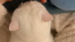 Sebuah mantau putih yang sangat mudah ditindas!