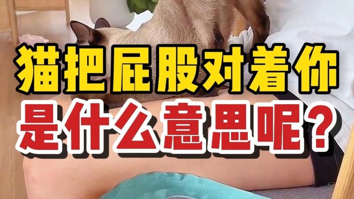 ماذا يعني فعلاً عندما تُوجّهك القطة بمؤخرتها؟