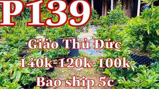 Mai vàng chơi tết p139 | 0706645935 Ngối | Giảo Thủ Đức 140k-120k-100k Bao Ship 5c