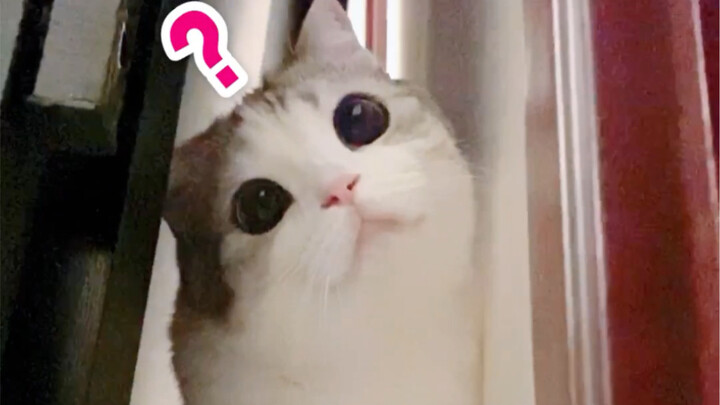 แมวน่ารักหลงรักรองเท้าแตะ ความฟินยิ่งกว่าตำแยแมว!