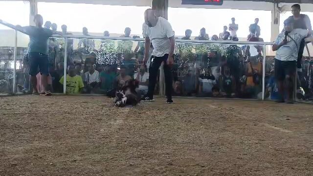Win ulit.lasak kalaban ng Manok namin