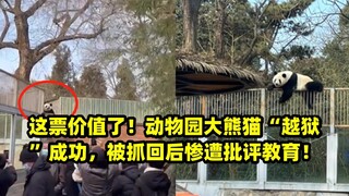 这票价值了！动物园大熊猫“越狱”成功，被抓回后惨遭批评教育！