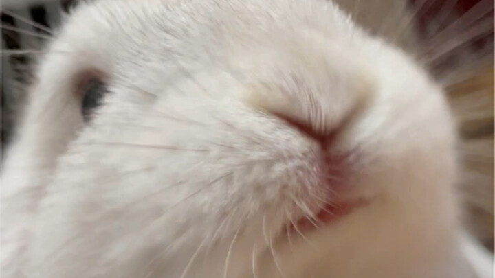The sound of the little bunny munching on celery is just so cute!