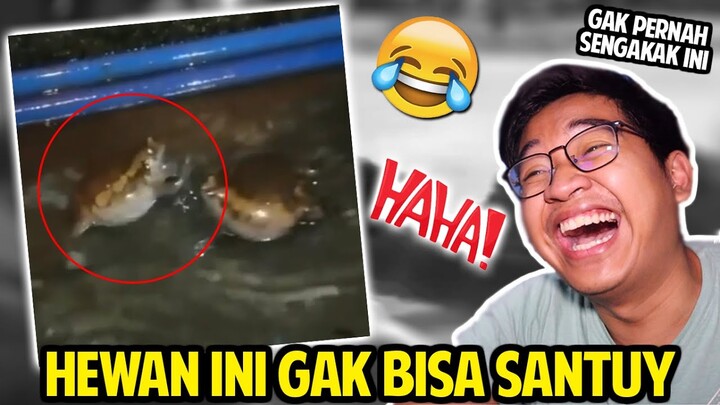 HEWAN INI EMOSIAN BANGET JADI NGAKAK LIHATNYA! REACTION VIDEO LUCU HEWAN!