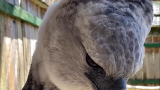 Kiểu tóc của đại bàng đầu nâu châu Mỹ rất độc đáo