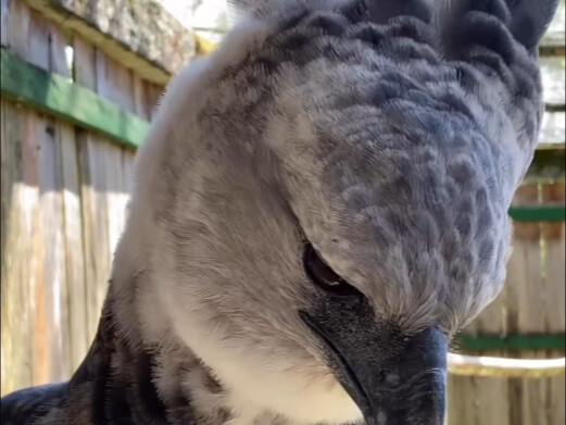 美洲角雕的发型很独特